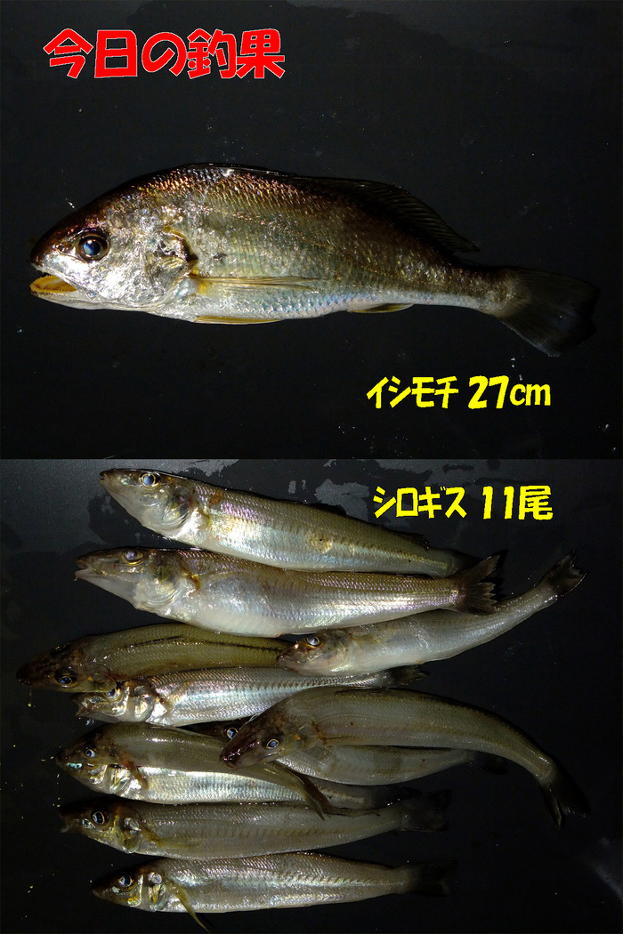 チョイ投げ釣行記17