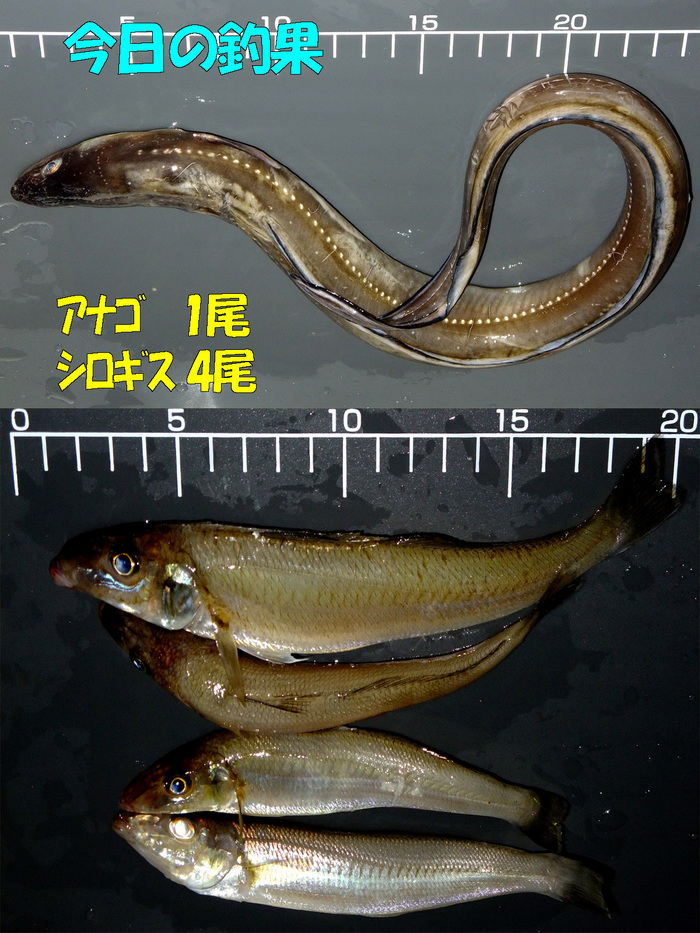 チョイ投げ釣行記18