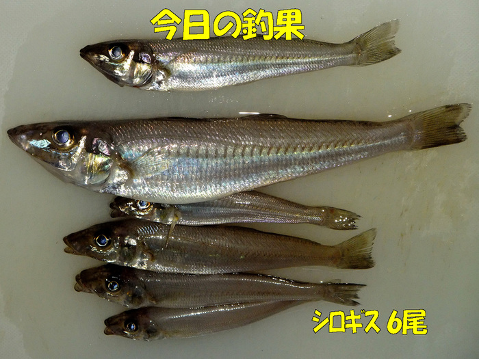 チョイ投げ釣行記19