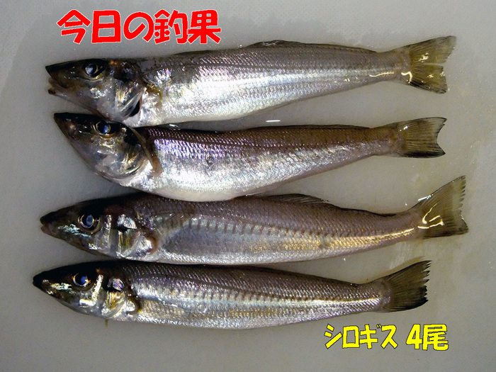 チョイ投げ釣行記20