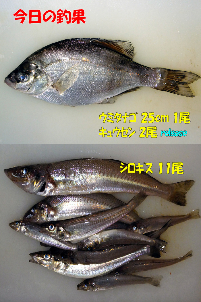 チョイ投げ釣行記21