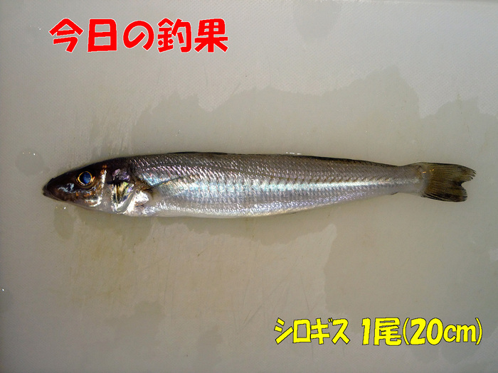 チョイ投げ釣行記22