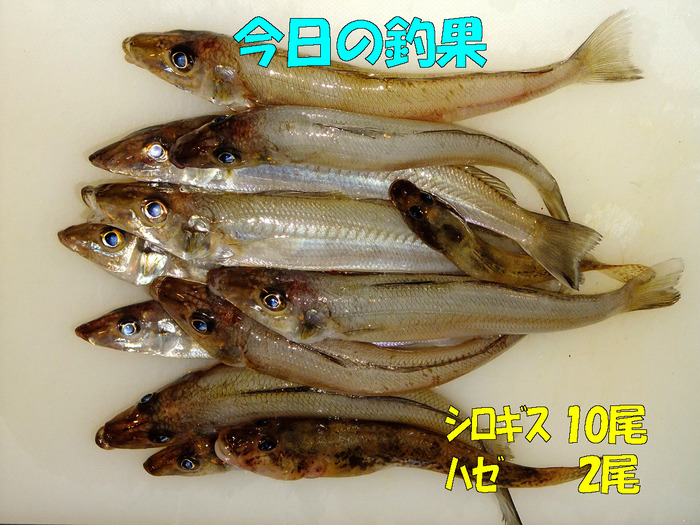 チョイ投げ釣行記23