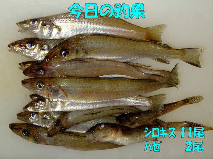 チョイ投げ釣行記24