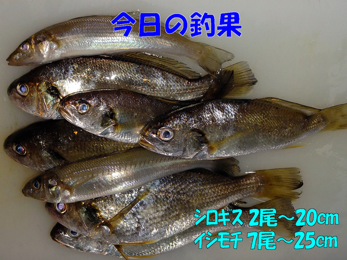 チョイ投げ釣行記25
