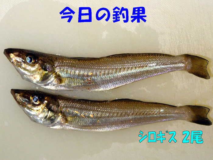 チョイ投げ釣行記27