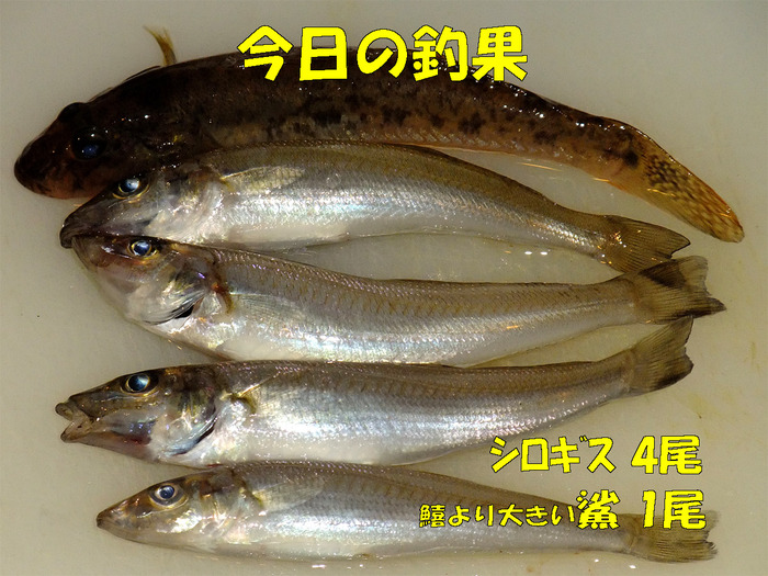 チョイ投げ釣行記29