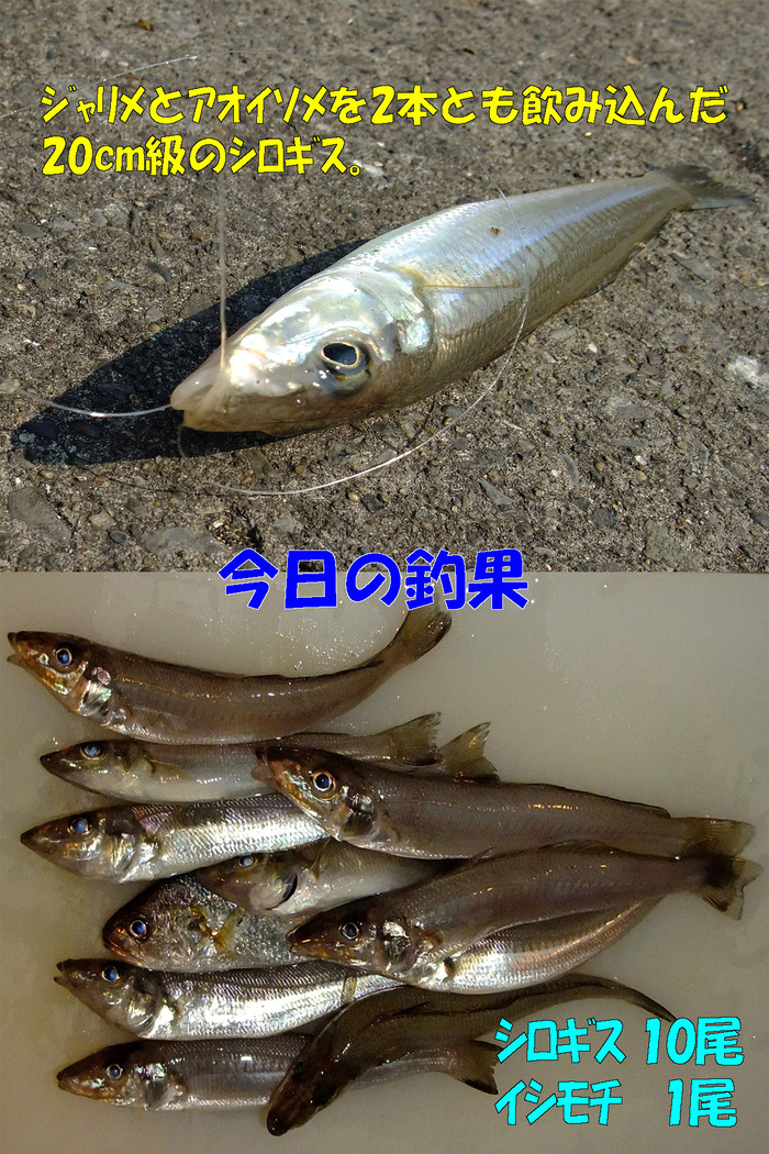 チョイ投げ釣行記31