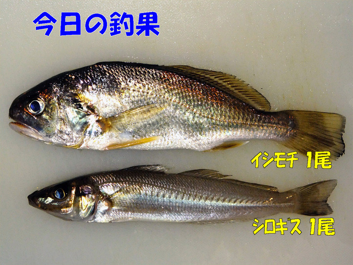 チョイ投げ釣行記33