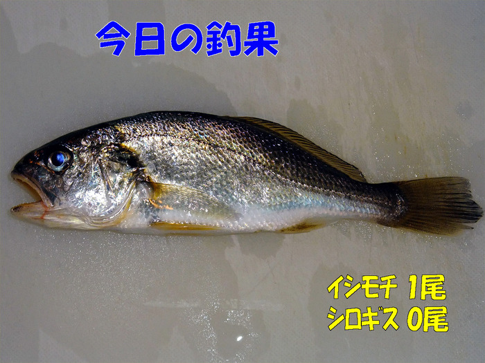 チョイ投げ釣行記36