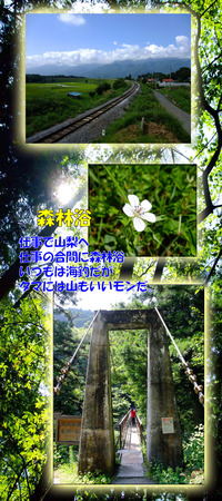 タマには森林浴