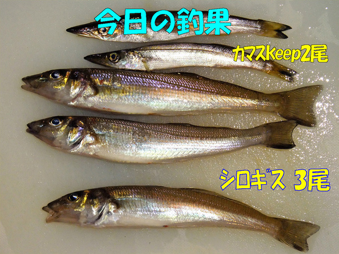 チョイ投げ釣行記44
