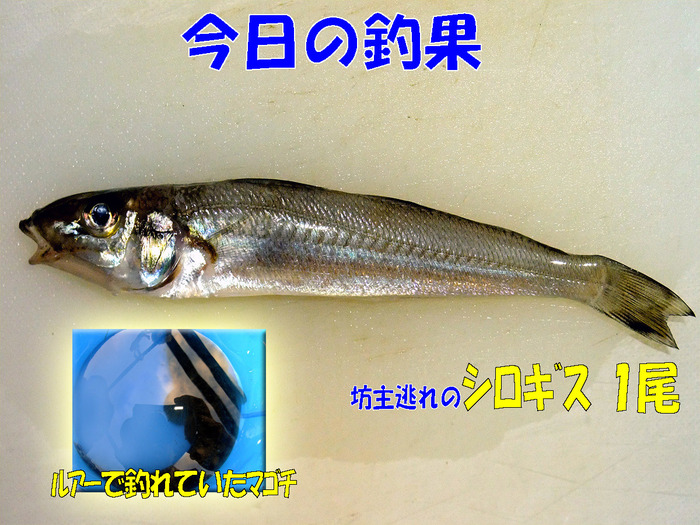 チョイ投げ釣行記47