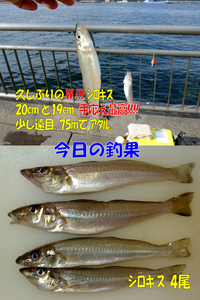 チョイ投げ釣行記48