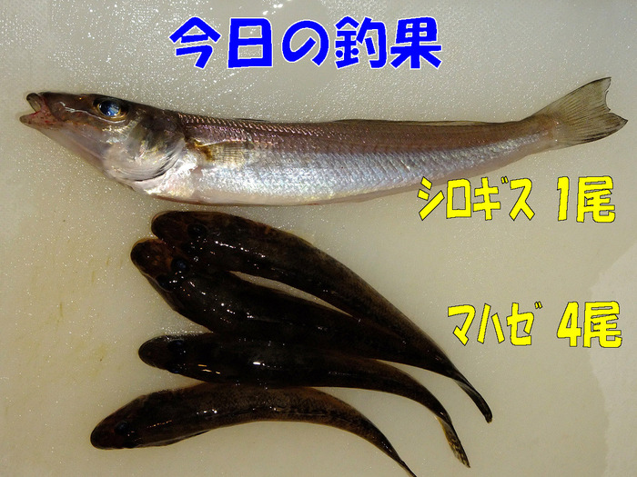 チョイ投げ釣行記49