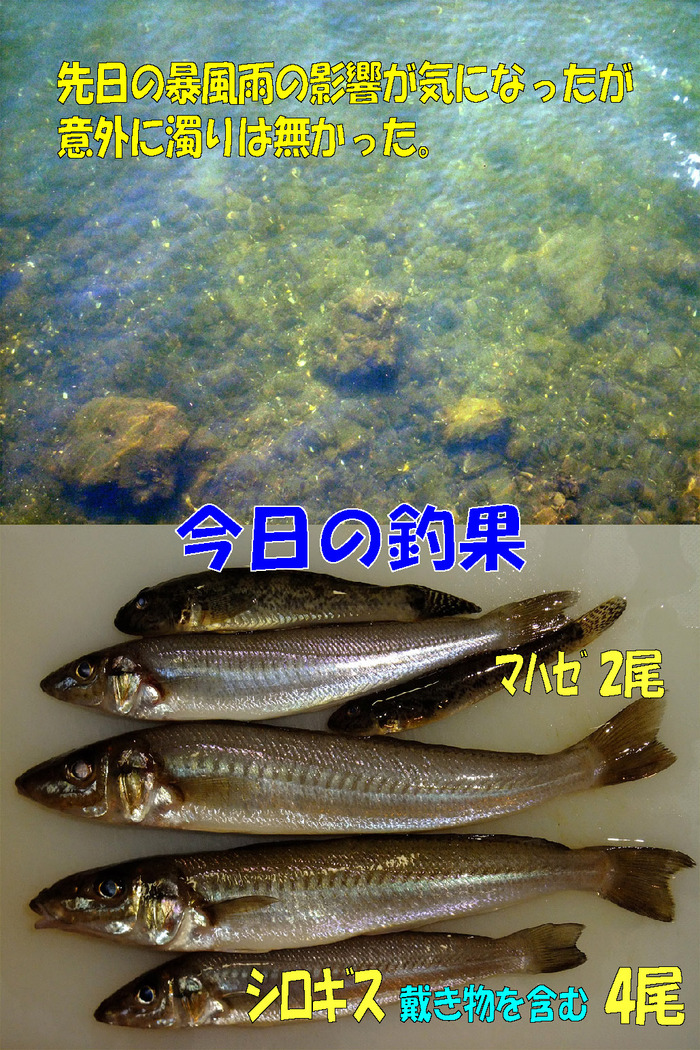 チョイ投げ釣行記50