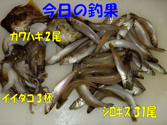 チョイ投げ+やや投げ釣行記53 (内房ランガン）