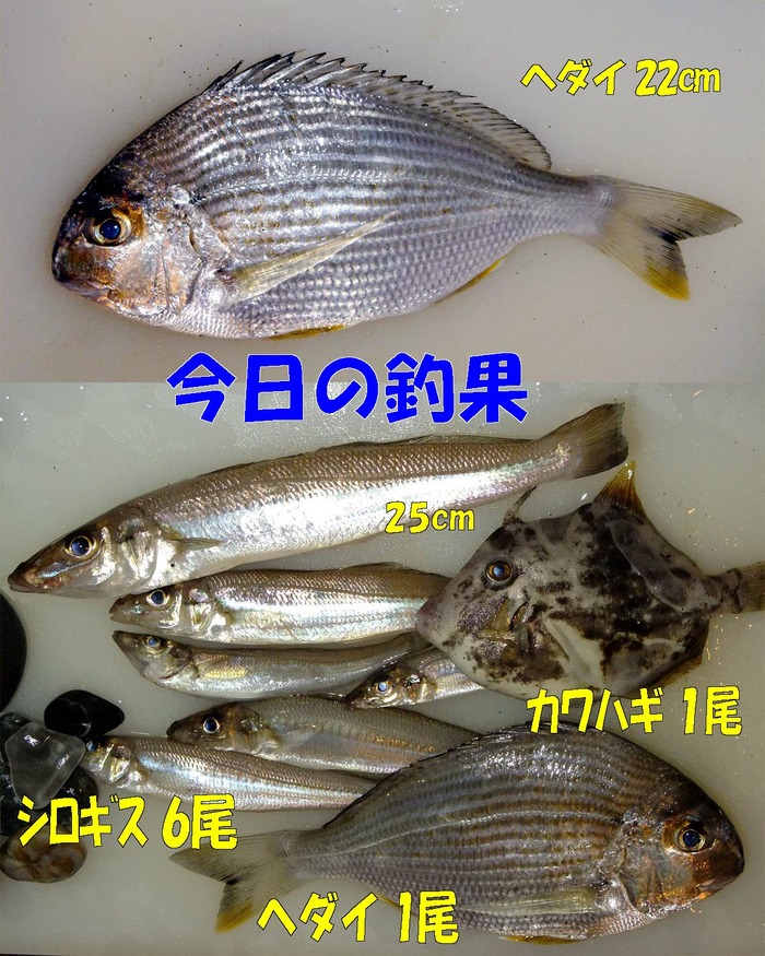 やや投げ内房ランガン釣行記55