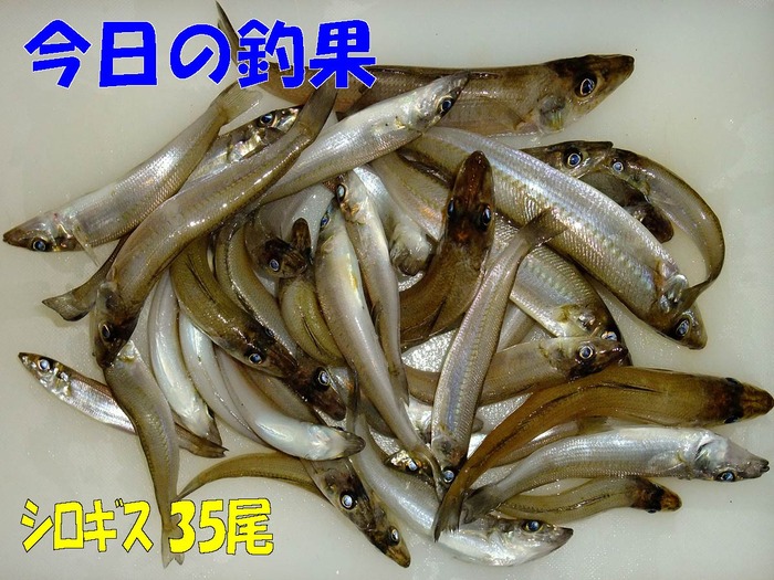 やや投げ鱚釣行記57　内房編