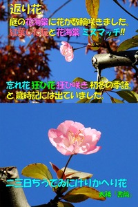 初冬の季語　返り花　