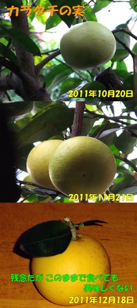 カラタチの実