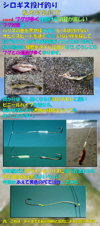 シロギス備忘録　あくまでも私的対処方法 3