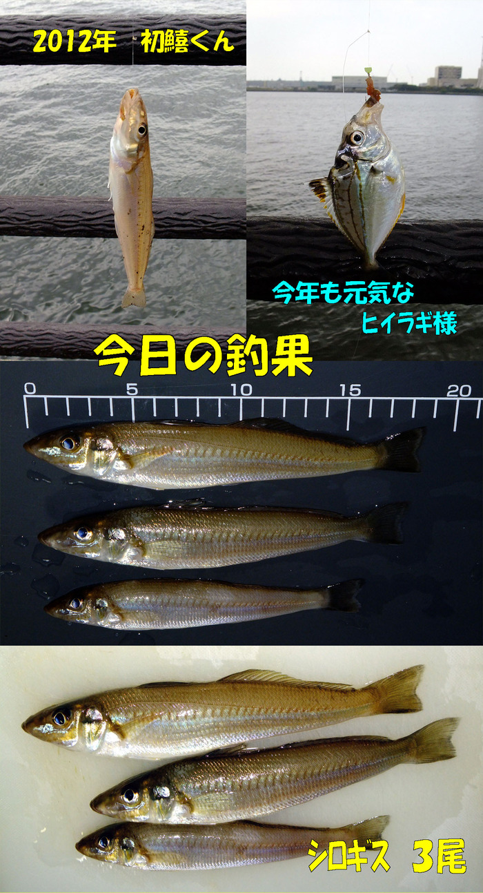 2012年 初釣行　チョイ投げ鱚釣査 1