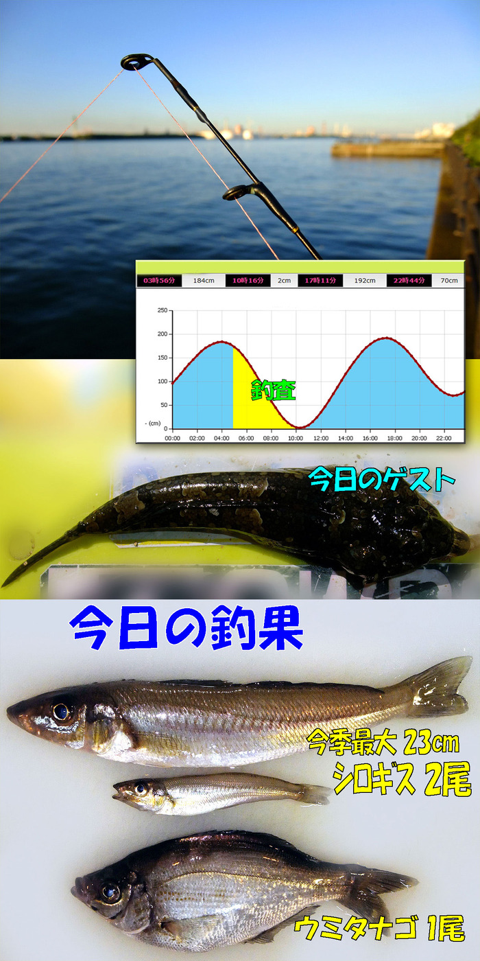 チョイ投げ鱚釣査 5