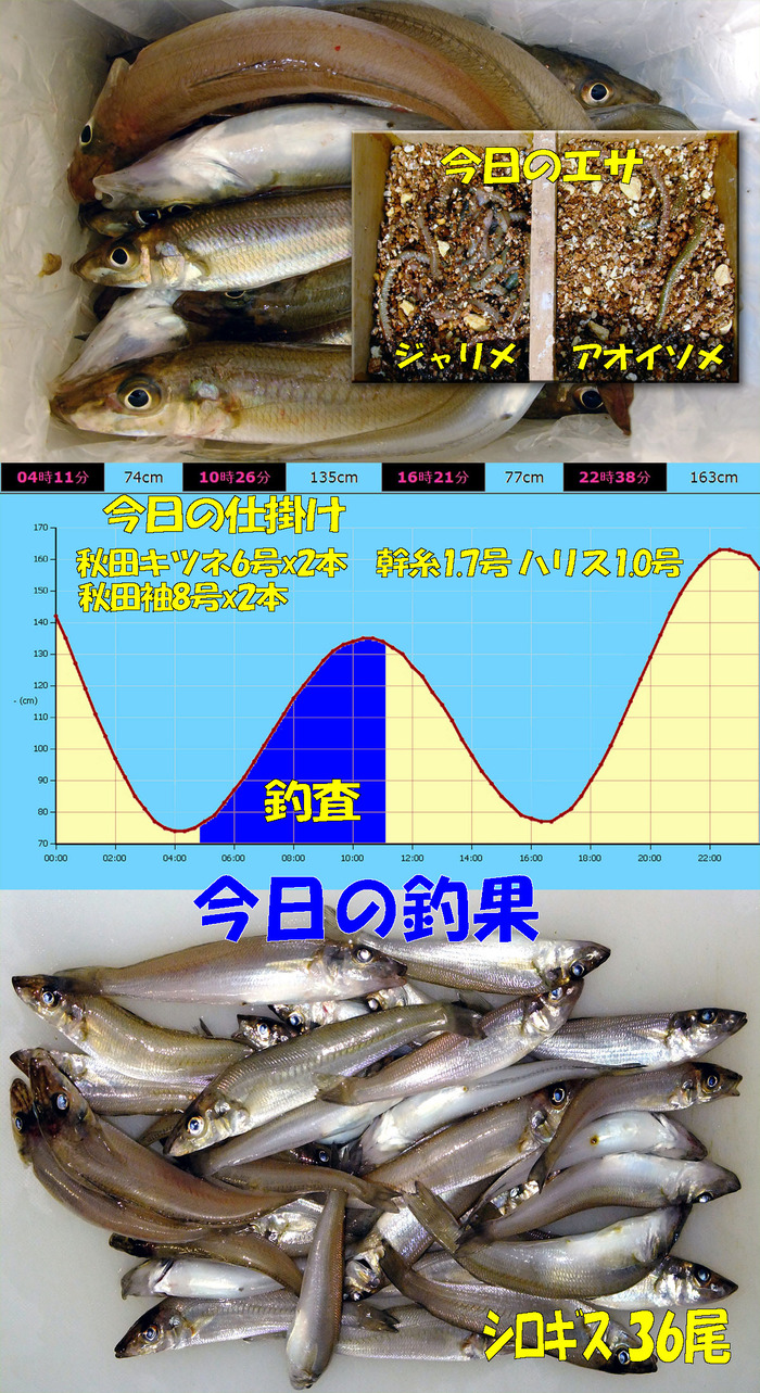 チョイ投げ鱚釣査 13