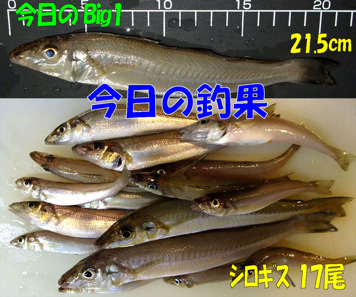 やや投げ+チョイ投げ鱚釣査 8
