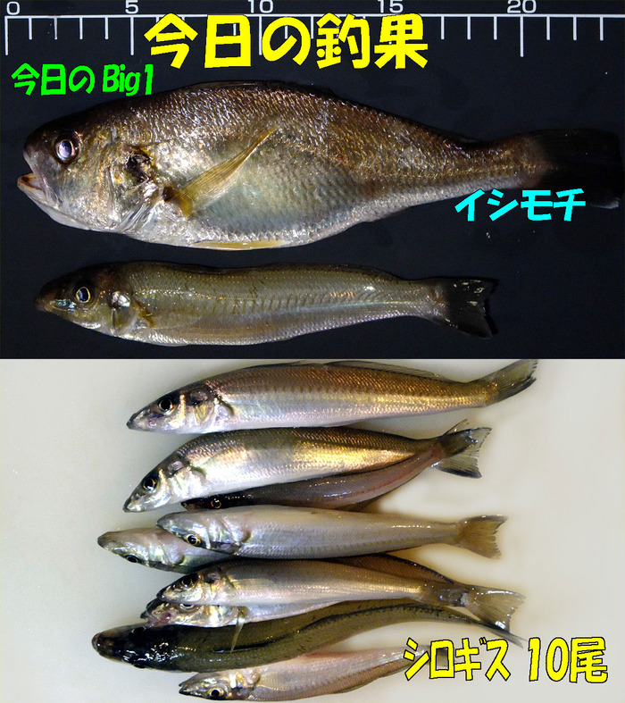 やや投げ鱚釣査 9