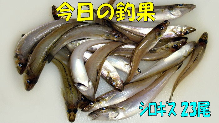 やや投げ鱚釣査 10