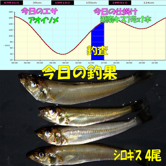 チョイ投げ鱚釣査 17