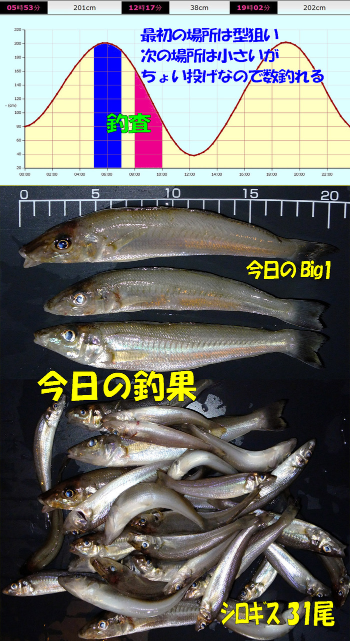 やや投げ+チョイ投げ鱚釣査 14