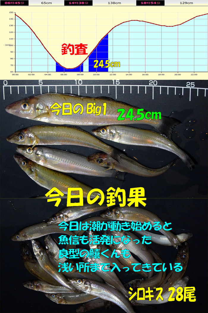 やや投げ+チョイ投げ鱚釣査 16