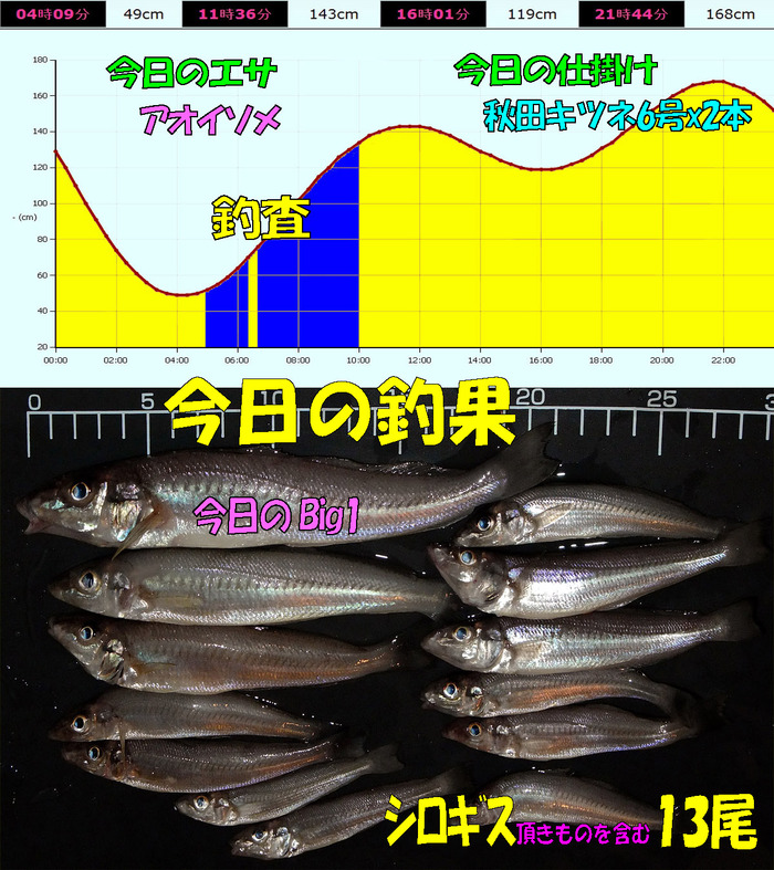 チョイ投げ+やや投げ鱚釣査 21