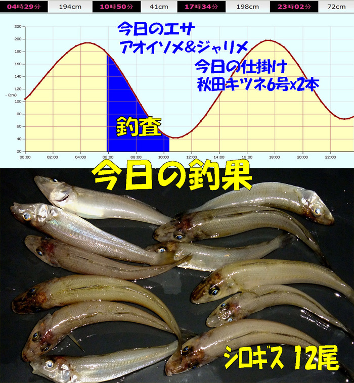 チョイ投げ+やや投げ鱚釣査 24