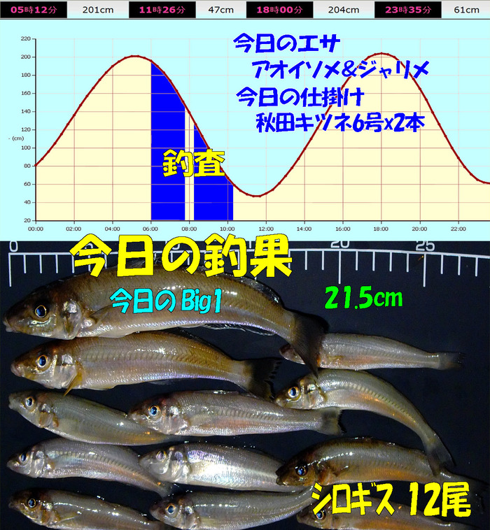 チョイ投げ鱚釣査 25