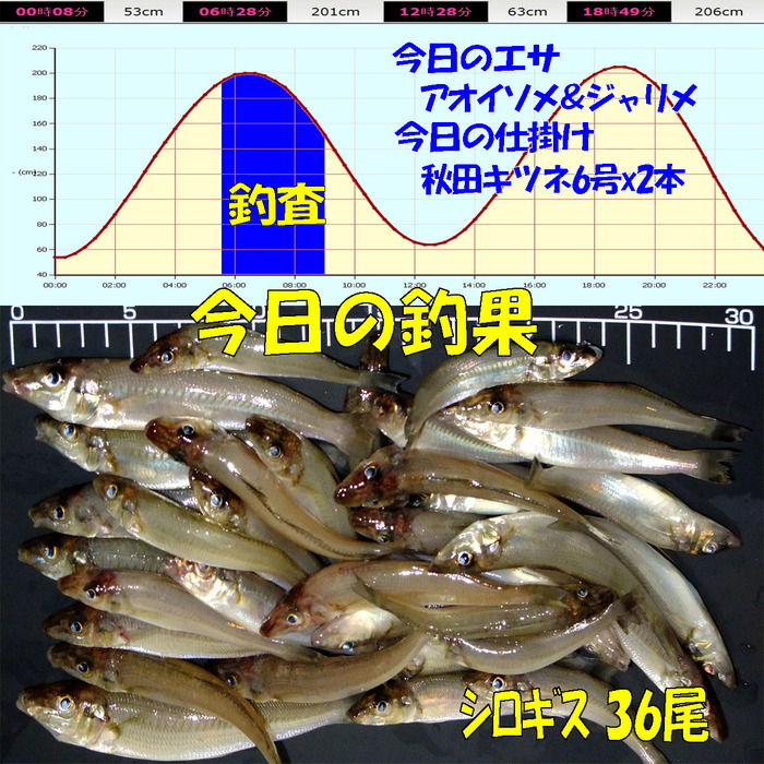 やや投げ鱚釣査 19