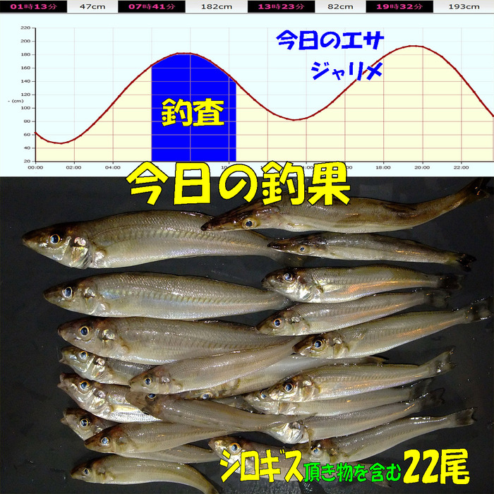 チョイ投げ鱚釣査 27