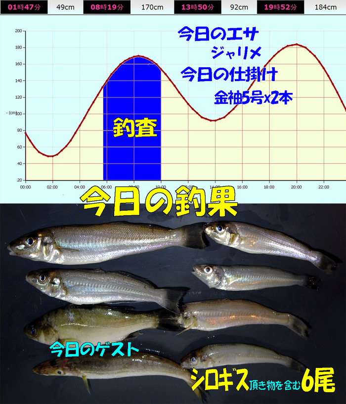 チョイ投げ鱚釣査 28