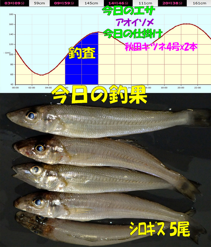 チョイ投げ鱚釣査 29
