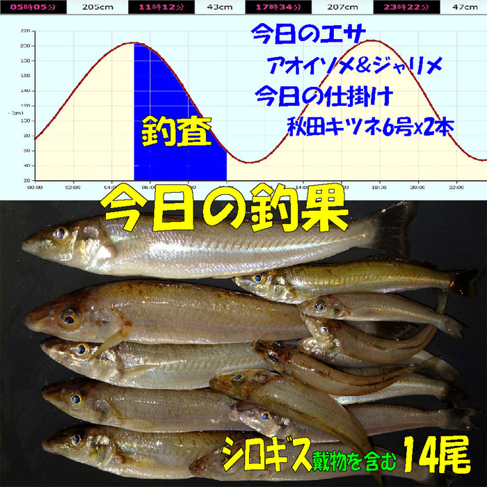 チョイ投げ鱚釣査 31