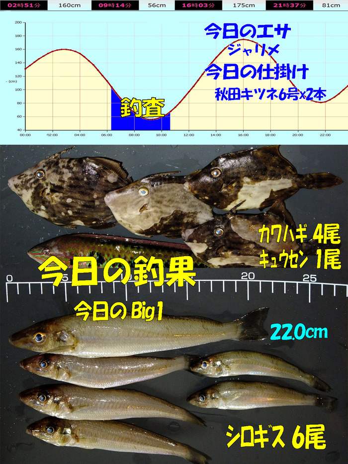 チョイ投げ鱚釣査 33