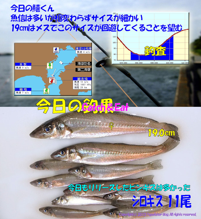 2013　チョイ投げ鱚釣査16