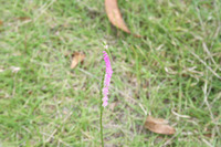 ねじり花  捩花