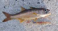今週は珍魚週間