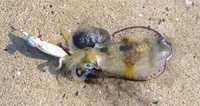 今週は珍魚週間
