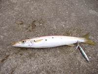 カマス釣り始動