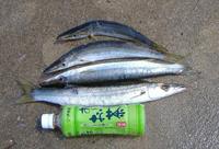 早朝カマス